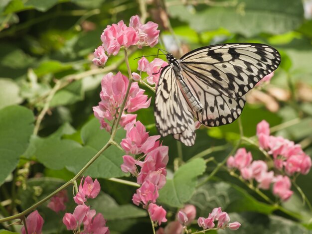 Mariposa