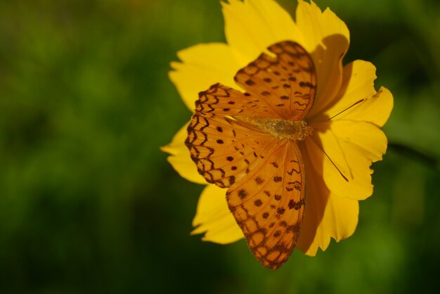 mariposa