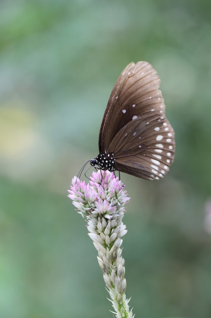 Mariposa