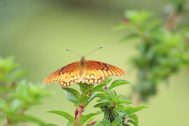 Mariposa