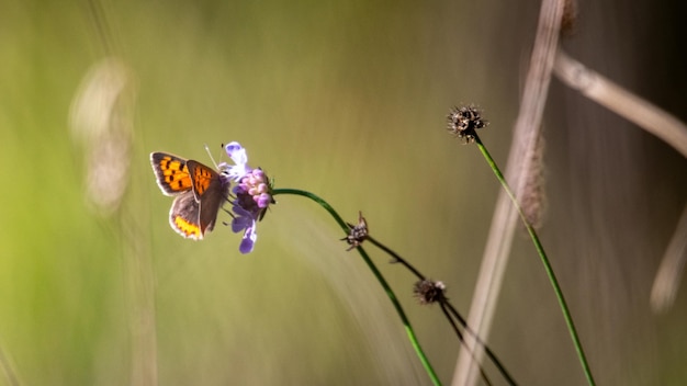 Foto mariposa