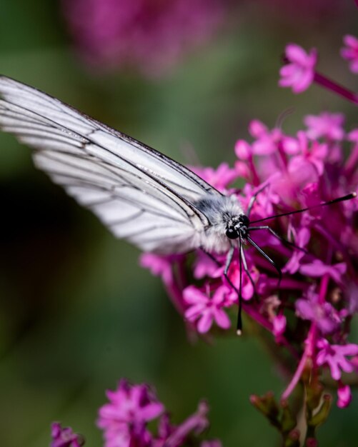 Mariposa