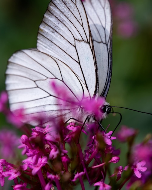 Foto mariposa