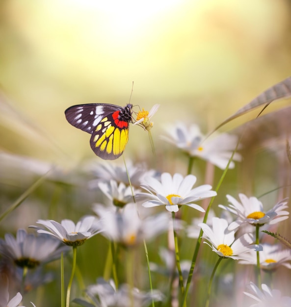 Mariposa