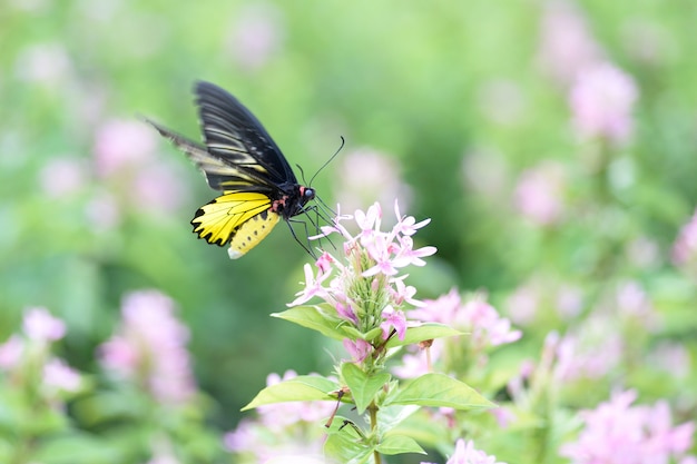 Mariposa