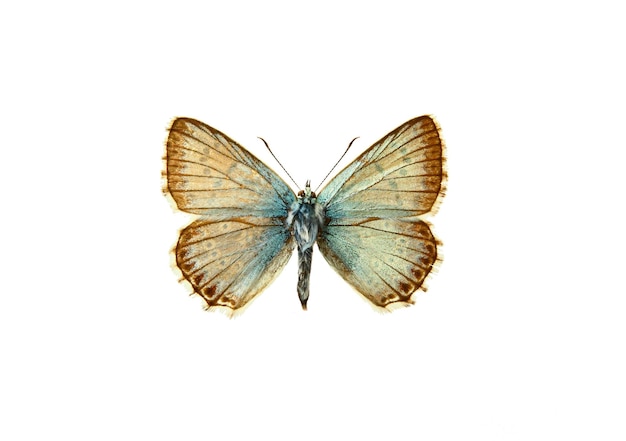 Mariposa