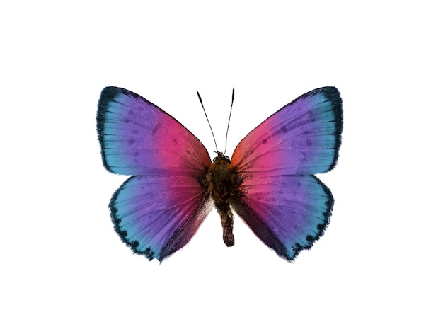 Mariposa