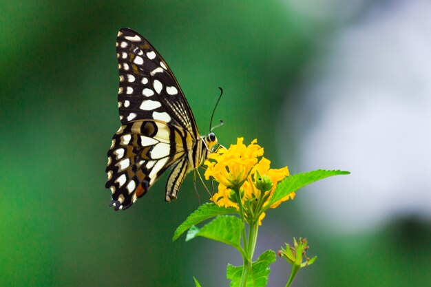 Mariposa