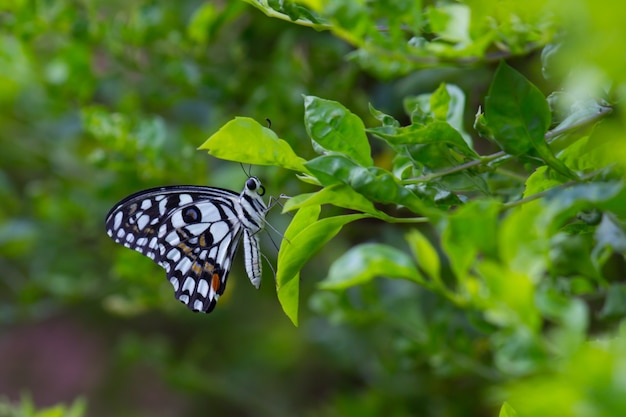 Mariposa