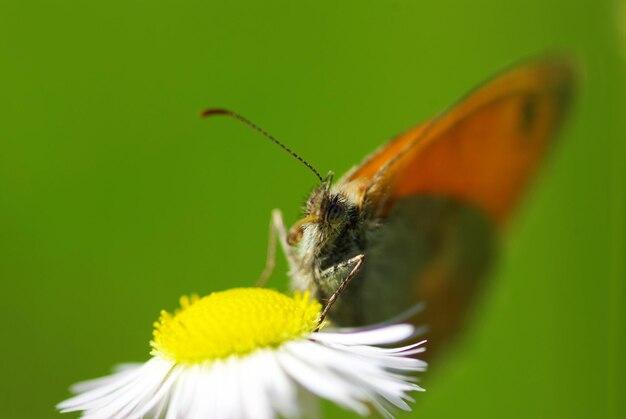 Mariposa