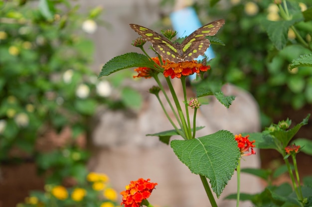 Mariposa