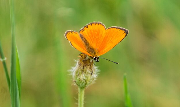 Mariposa