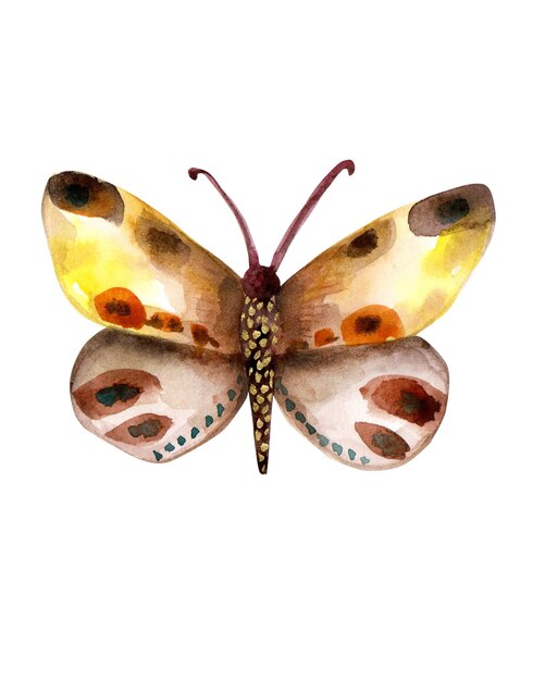 Mariposadorada