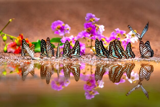 Foto las mariposas en el agua foto