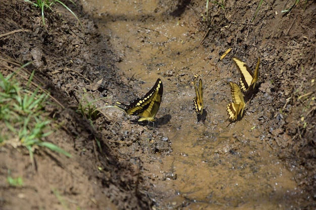 Las mariposas amarillas beben agua de un charco en el suelo Puerto Iguazú Argentina