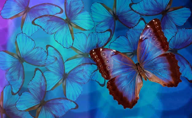 mariposas en azul