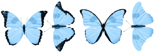 Mariposas azules aisladas sobre fondo blanco. polillas tropicales. insectos para el diseño. pinturas de acuarela