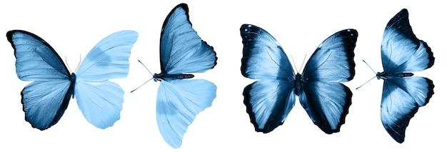 Mariposas azules aisladas sobre fondo blanco. polillas tropicales. insectos para el diseño. pinturas de acuarela