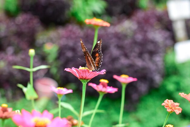 Mariposas y brillantes flores de verano