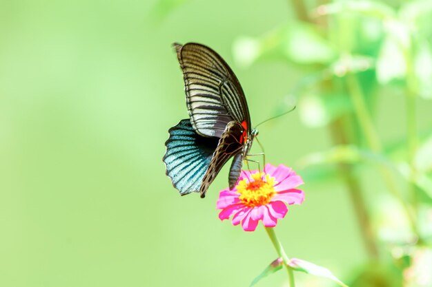 Mariposas y brillantes flores de verano