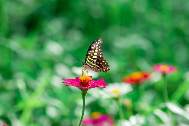 Mariposas y brillantes flores de verano