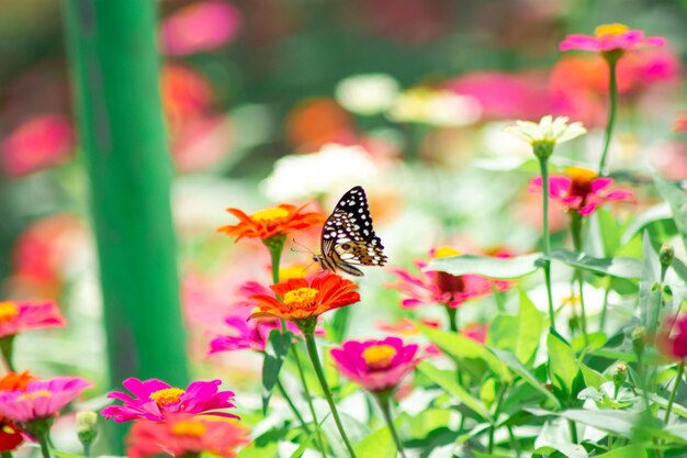 Mariposas y brillantes flores de verano