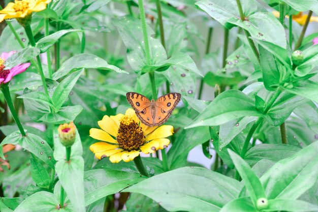 Mariposas y brillantes flores de verano