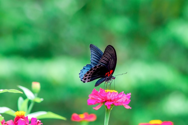 Mariposas y brillantes flores de verano