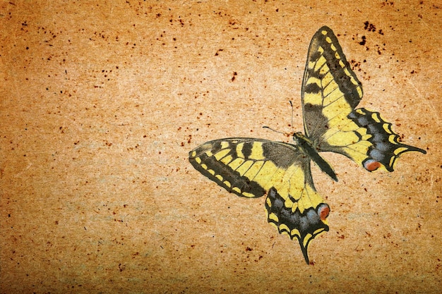 Mariposas de colores con un fondo negro con un dibujo de mariposa.