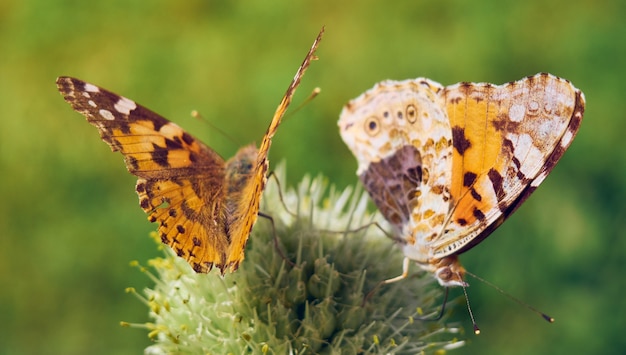 Mariposas de colores sobre una flor.