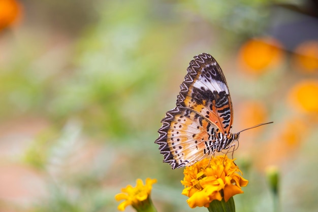 Mariposas coloridas beben néctar y polinizan flores de color amarillo anaranjado en medio de un jardín de flores La belleza del trabajo de la naturaleza