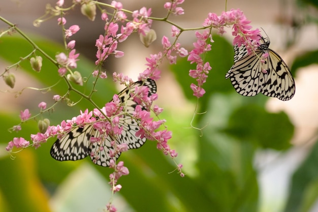 Mariposas de cometa de papel