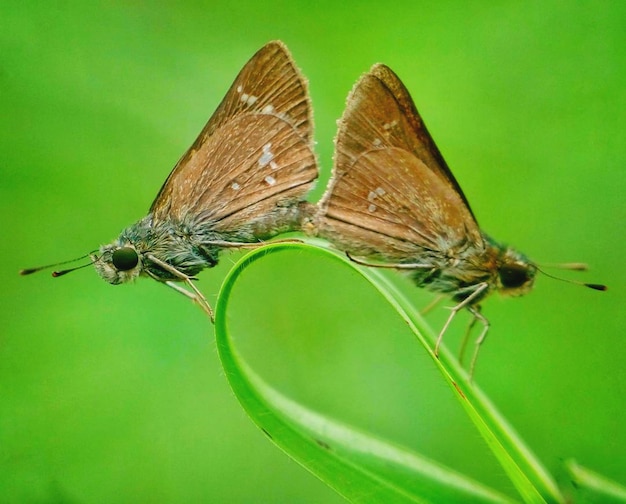 Foto las mariposas se están apareando.