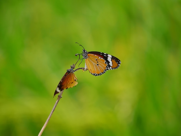 Las mariposas están criando