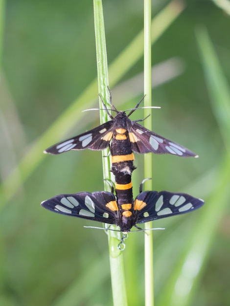 Foto las mariposas se están reproduciendo.