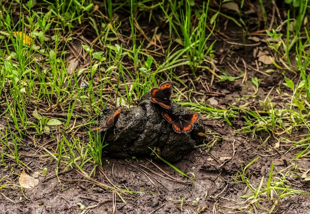 Las mariposas extraen minerales del estiércol de caballo