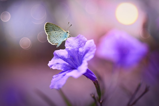 Mariposas en flor