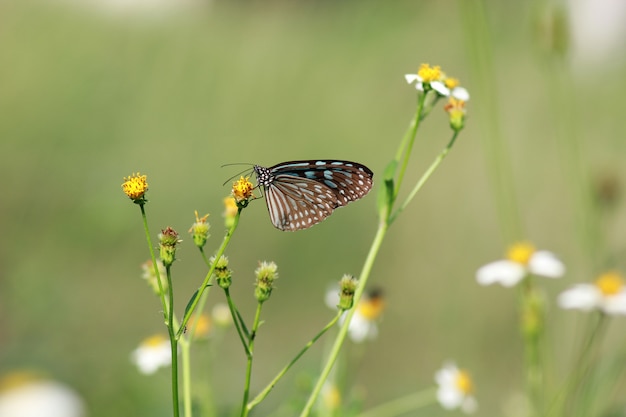 Mariposas y flores en un hermoso jardín.