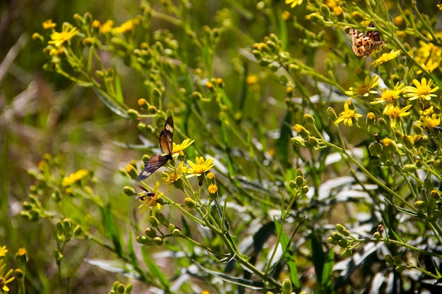 mariposas y flores silvestres en primavera