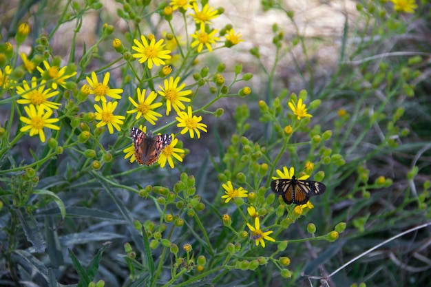 mariposas y flores silvestres en primavera