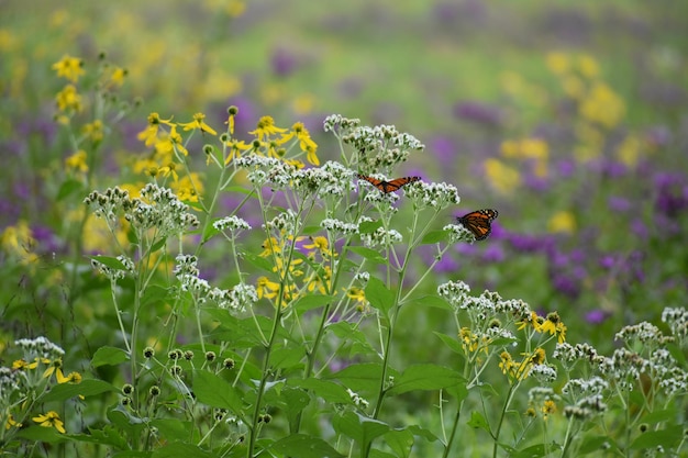 Las mariposas en las flores