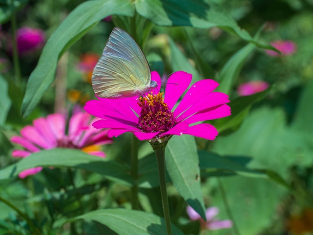 Foto mariposas con fondo de naturaleza de flor rosa