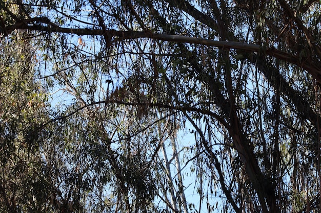 Mariposas en la granja Ardenwood Fremont California