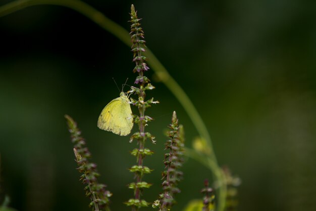 Mariposas (la hierba amarilla común) y flores