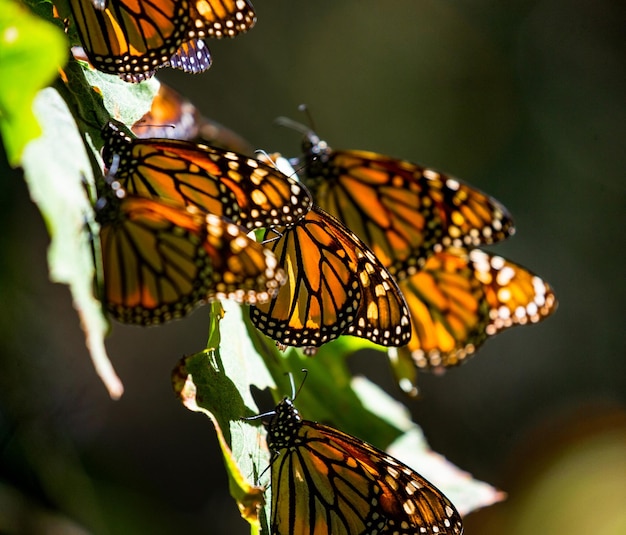 Las mariposas monarca Danaus plexippus están sentadas en ramas en el bosque en el parque El Rosario Reserva de la Biosfera Monarca Angangueo Estado de Michoacán México