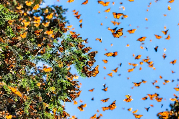 Foto las mariposas monarca danaus plexippus están volando sobre el fondo del cielo azul en un parque el rosario reserva de la biosfera monarca angangueo estado de michoacán méxico