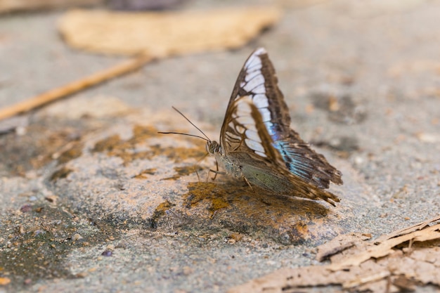 Las mariposas multicolores están chupando nutrientes del suelo en un día soleado