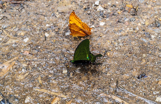 Mariposas naranjas y negras sobre suelo de piedra