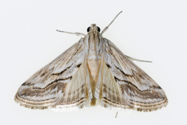 Foto mariposas nocturnas con fondo blanco.