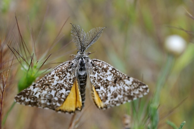 Mariposas nocturnas o polillas en su entorno.